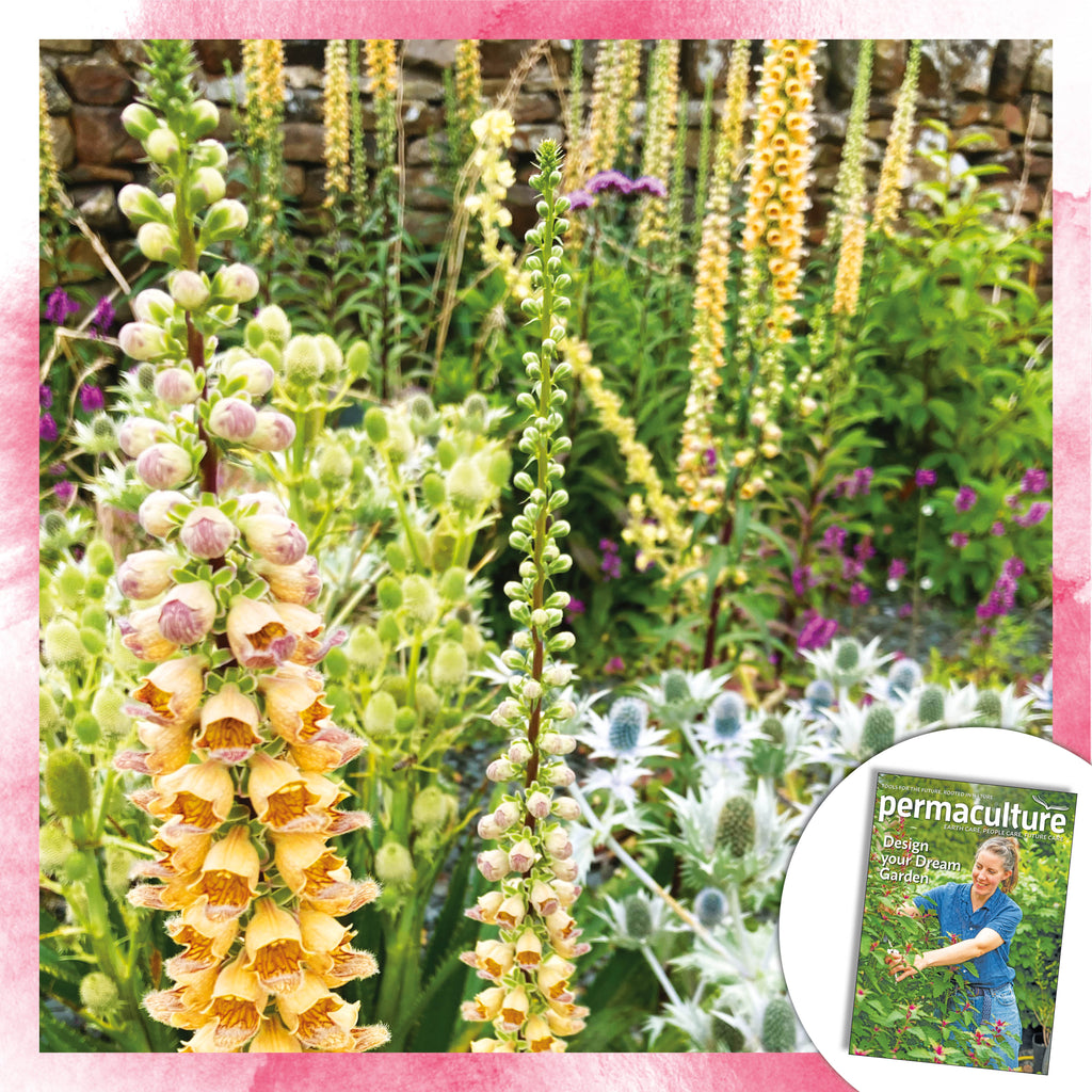 Permaculture magazine subscription – UK ONLY